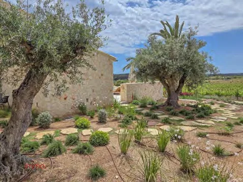 Garten mit Olivenbäumen